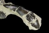 Fossil Mud Lobster (Thalassina) - Indonesia #130165-3